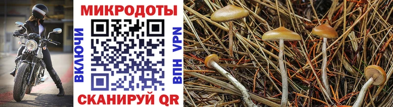 Псилоцибиновые грибы Psilocybe  Радужный 